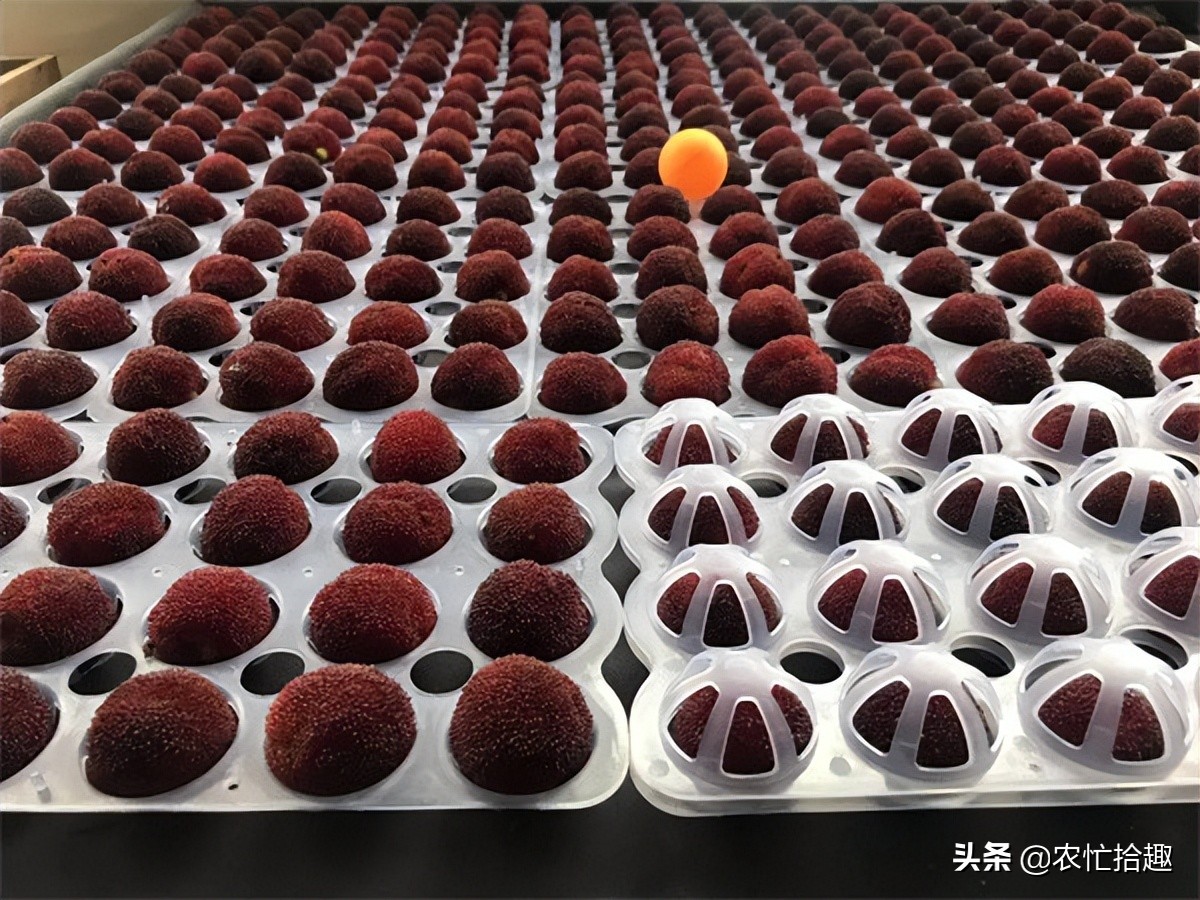 这种果子卖二十多元一斤供不应求,果农苹果供不应求