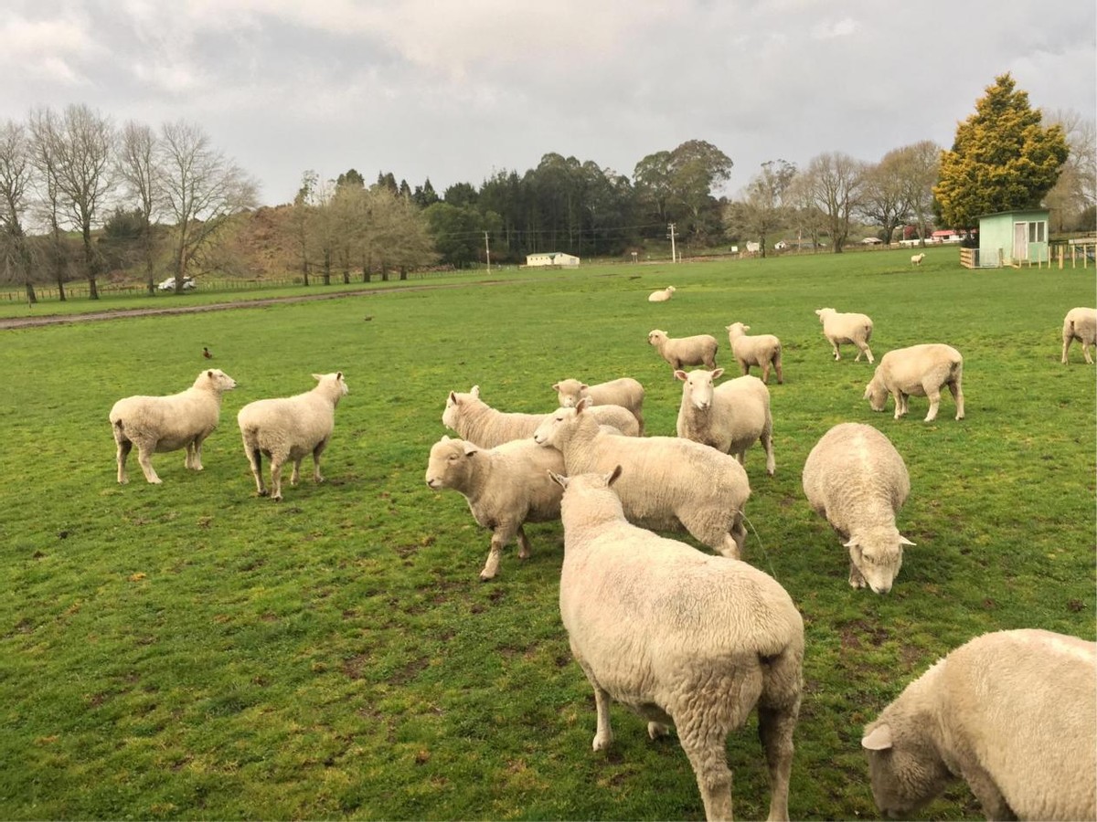 澳洲那么多土地为什么不开发,澳洲有多大面积土地