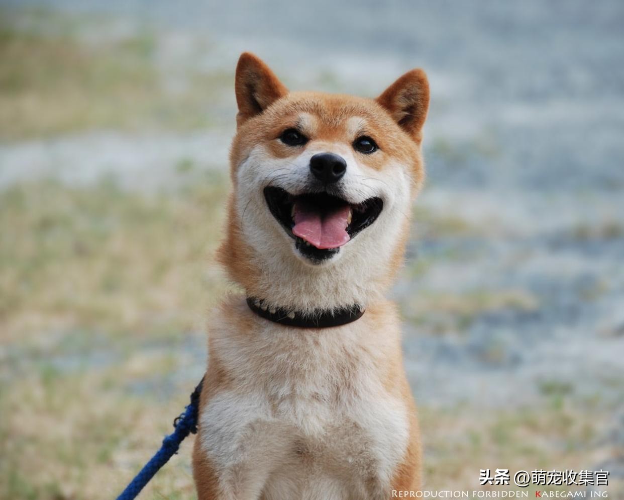 女生第一次养什么狗狗比较适合,女生第一次养狗适合养什么中型狗