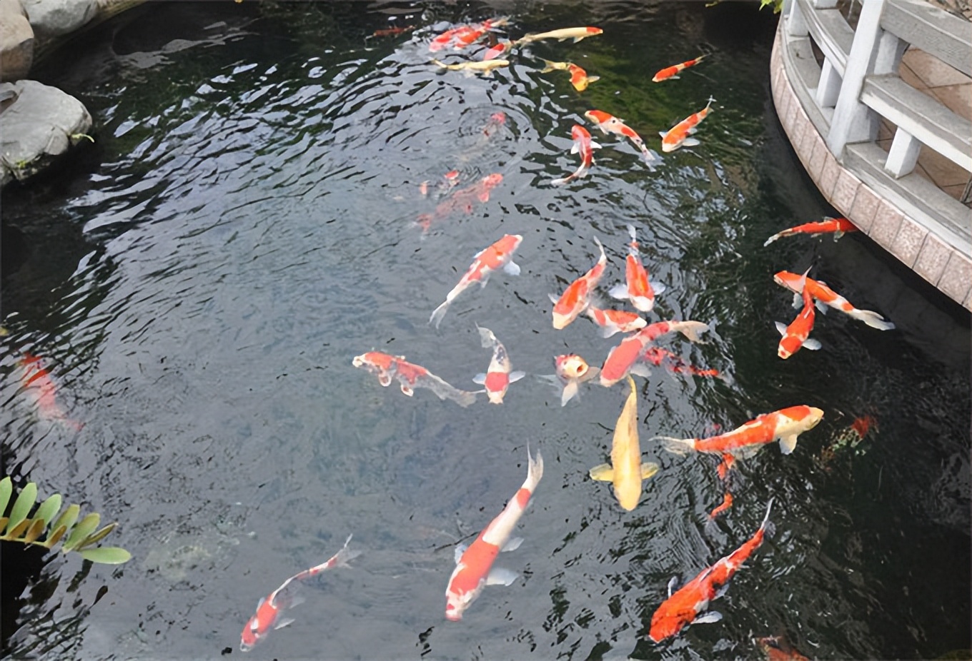 锦鲤鱼正常喂养,锦鲤鱼喂养方法如下