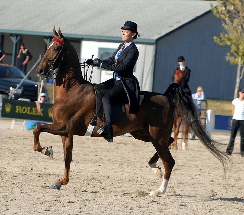 美国骑乘种马AmericanSaddlebred