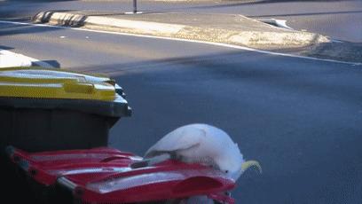 人鸟大战不断升级，想阻止鹦鹉乱翻垃圾桶太难了