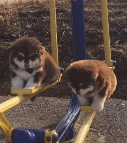 宠主三个月狗狗眼睛变白色？菲尔顿：再不治就要失明了