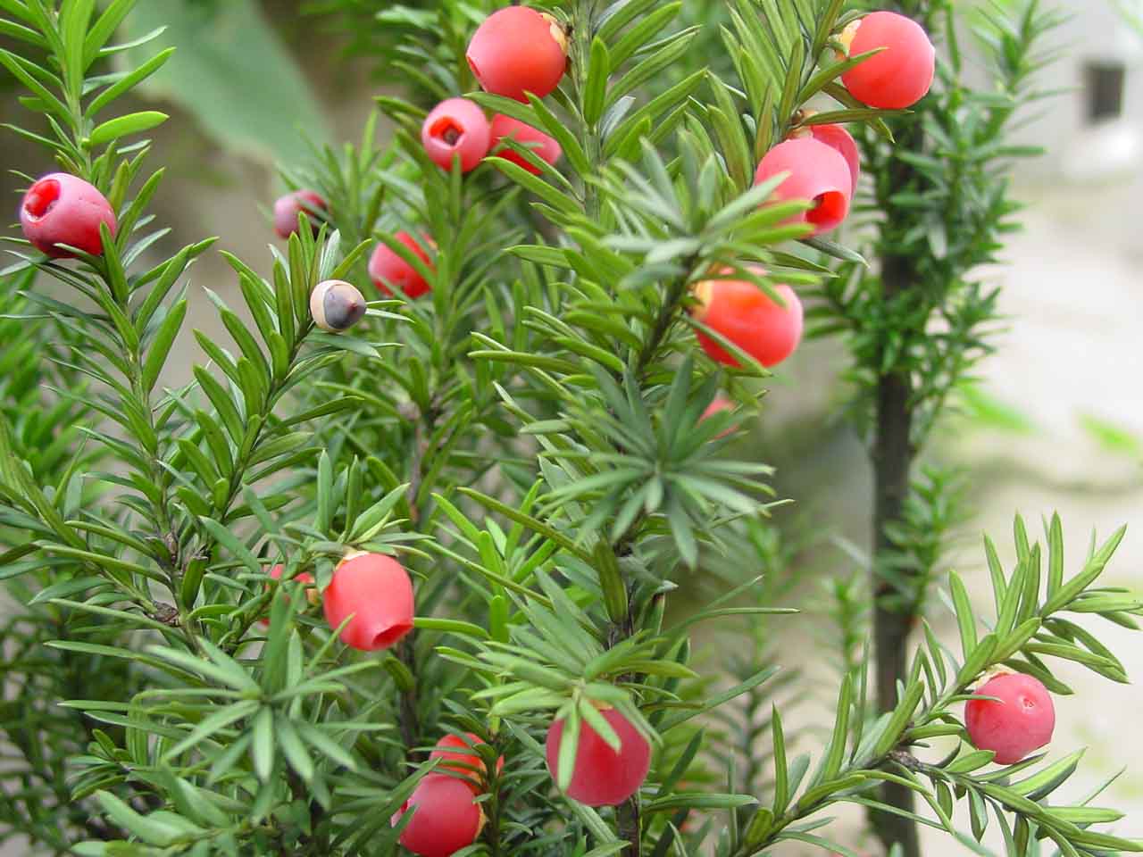 红豆杉的果实有什么用,红豆杉的果实什么样