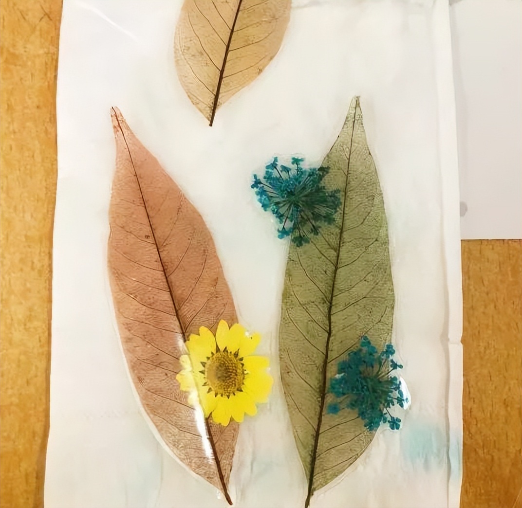 2013年贵州女子1片树叶卖到7000元,36岁贵州女子利用树叶年赚百万