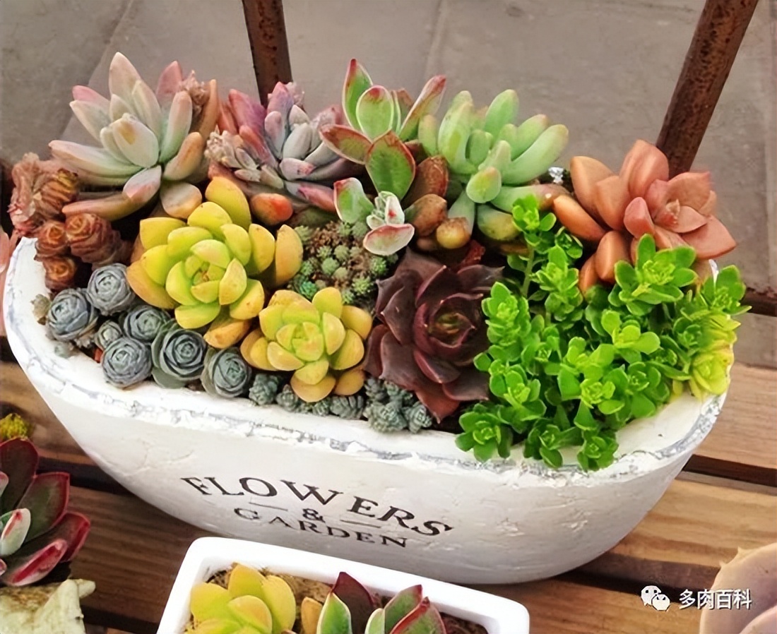 如何养护常见的多肉植物,刚入手的多肉植物怎么养护