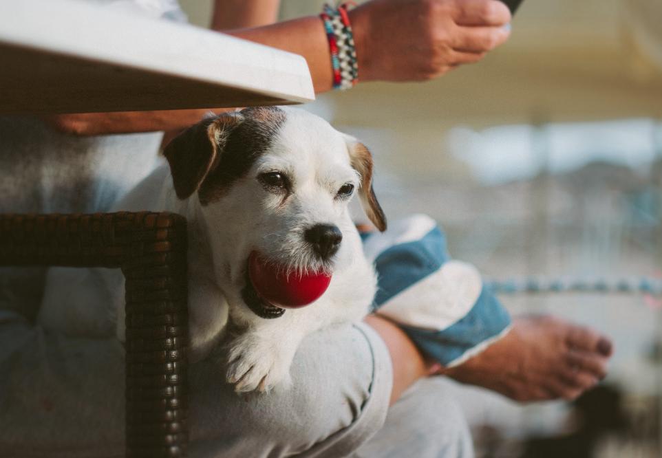 奉劝新手养狗别选这6种狗狗,养狗知识大全适合养什么样的狗狗