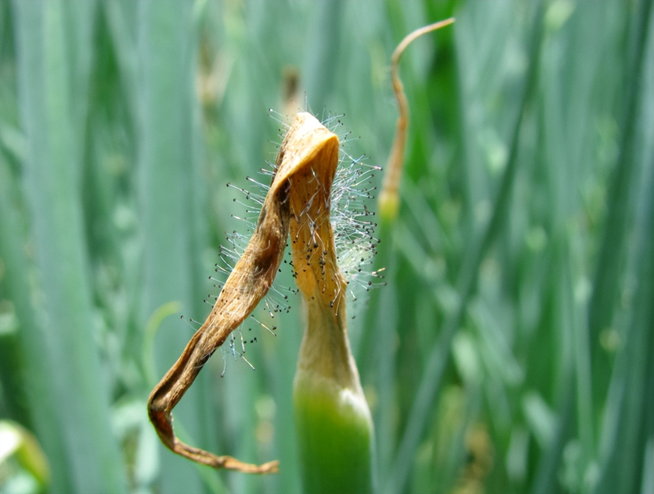 农药网购哪里最安全,网购农药和实体店农药有区别