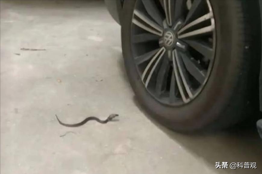 农户家中惊现两米长剧毒眼镜王蛇,3米长眼镜蛇被狗咬