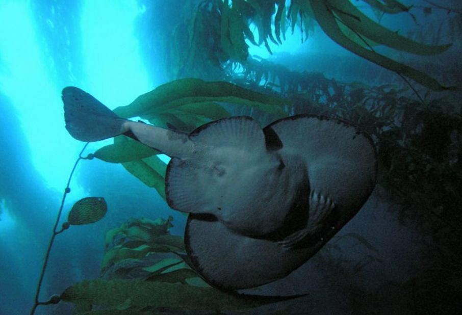 电鳐为什么能放电,电鳐鱼为什么会放电