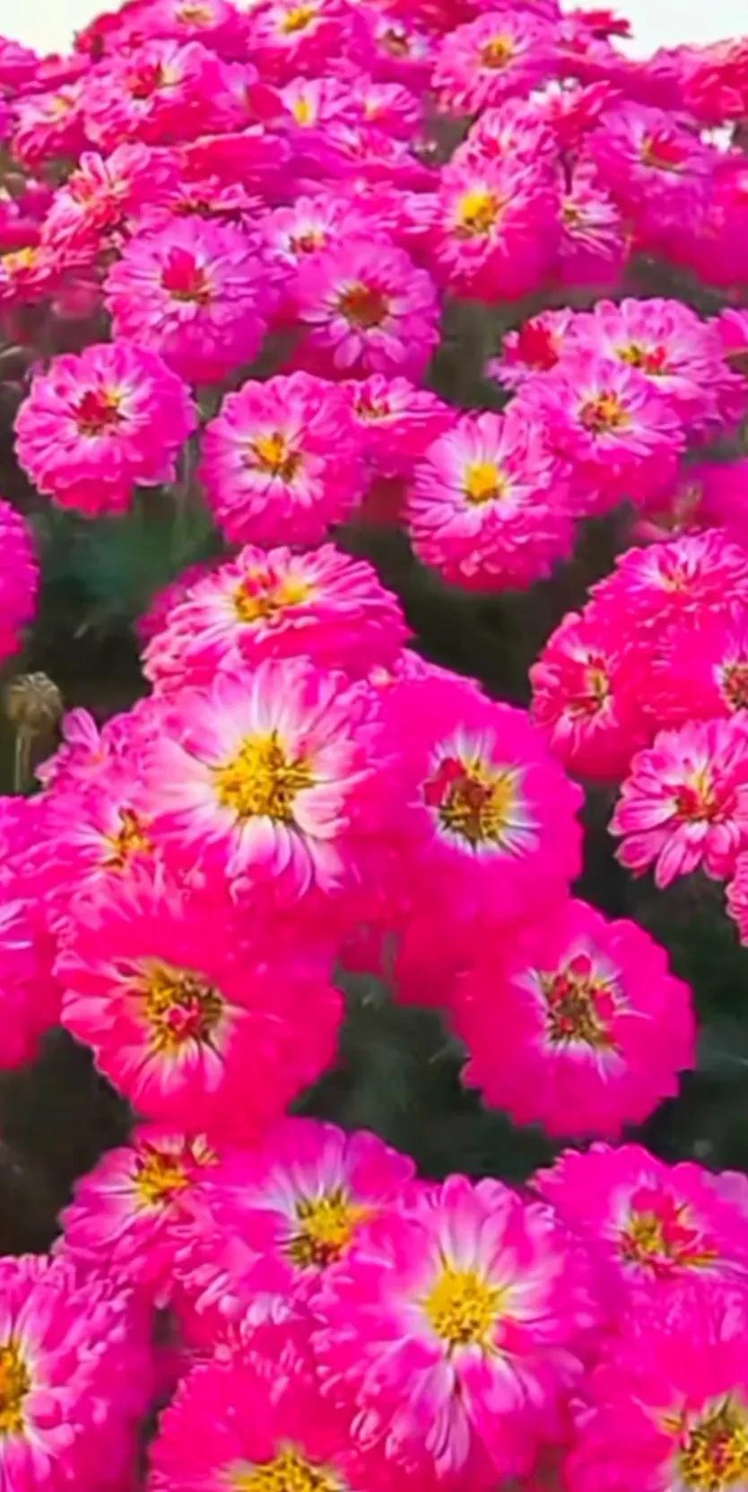 最新最美花儿高清图片,五颜六色的花儿真漂亮