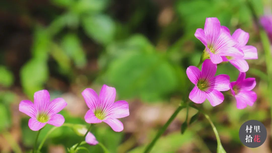 红花酢浆草简介,红花酢浆草喜欢酸性还是碱性土壤