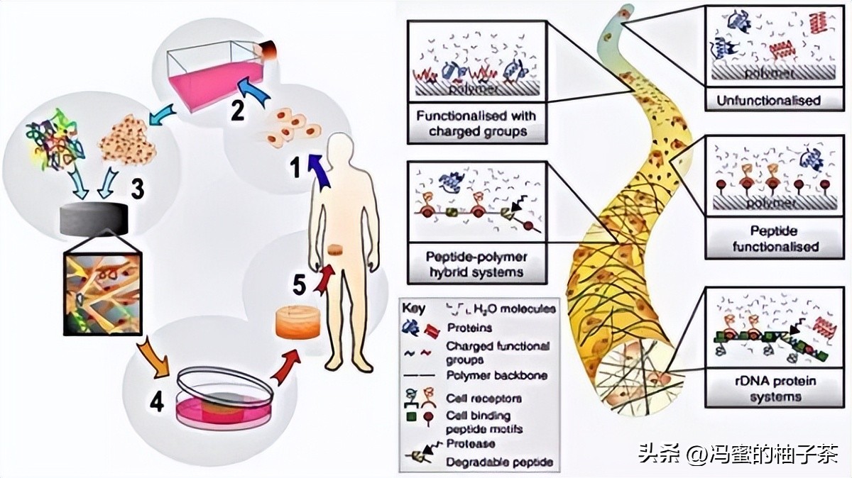 探索人工多酶网络构建代谢的优势:一种新的途径吗？