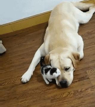 不建议养的10种狗排名,这7种狗公认无攻击性很适合家养