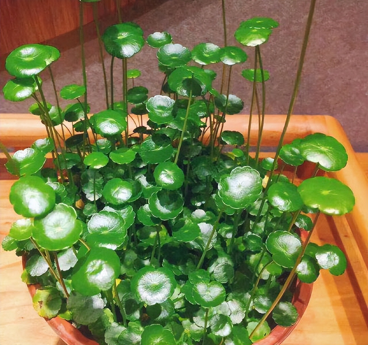 养水牛种什么草最好养,高温下雨后养兰花