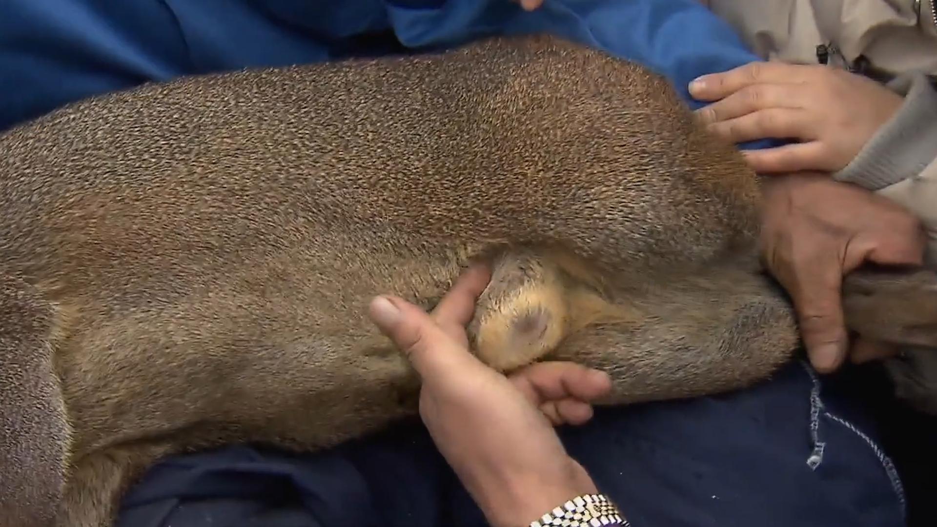 麝香有什么价格,麝香有多稀缺