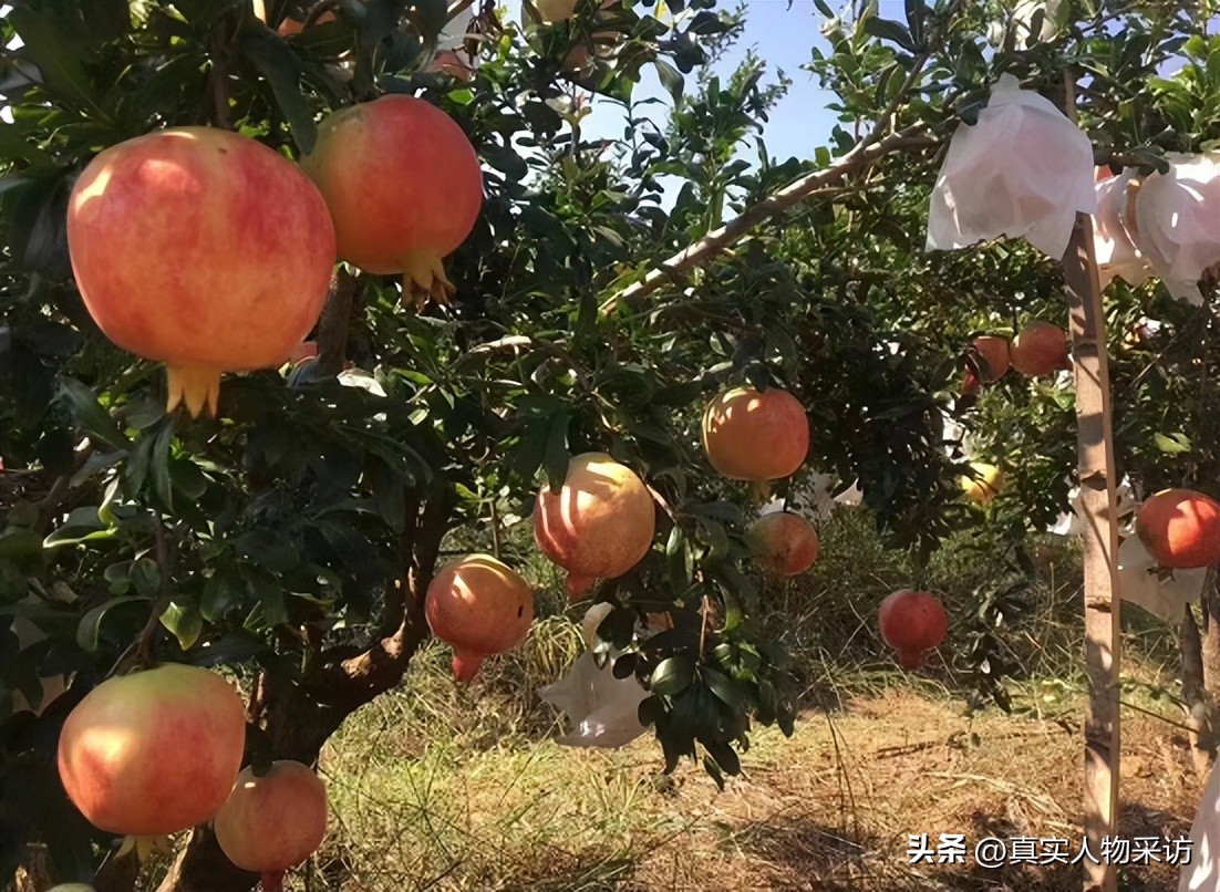 种石榴一亩收入多少钱,种10亩石榴一年收入