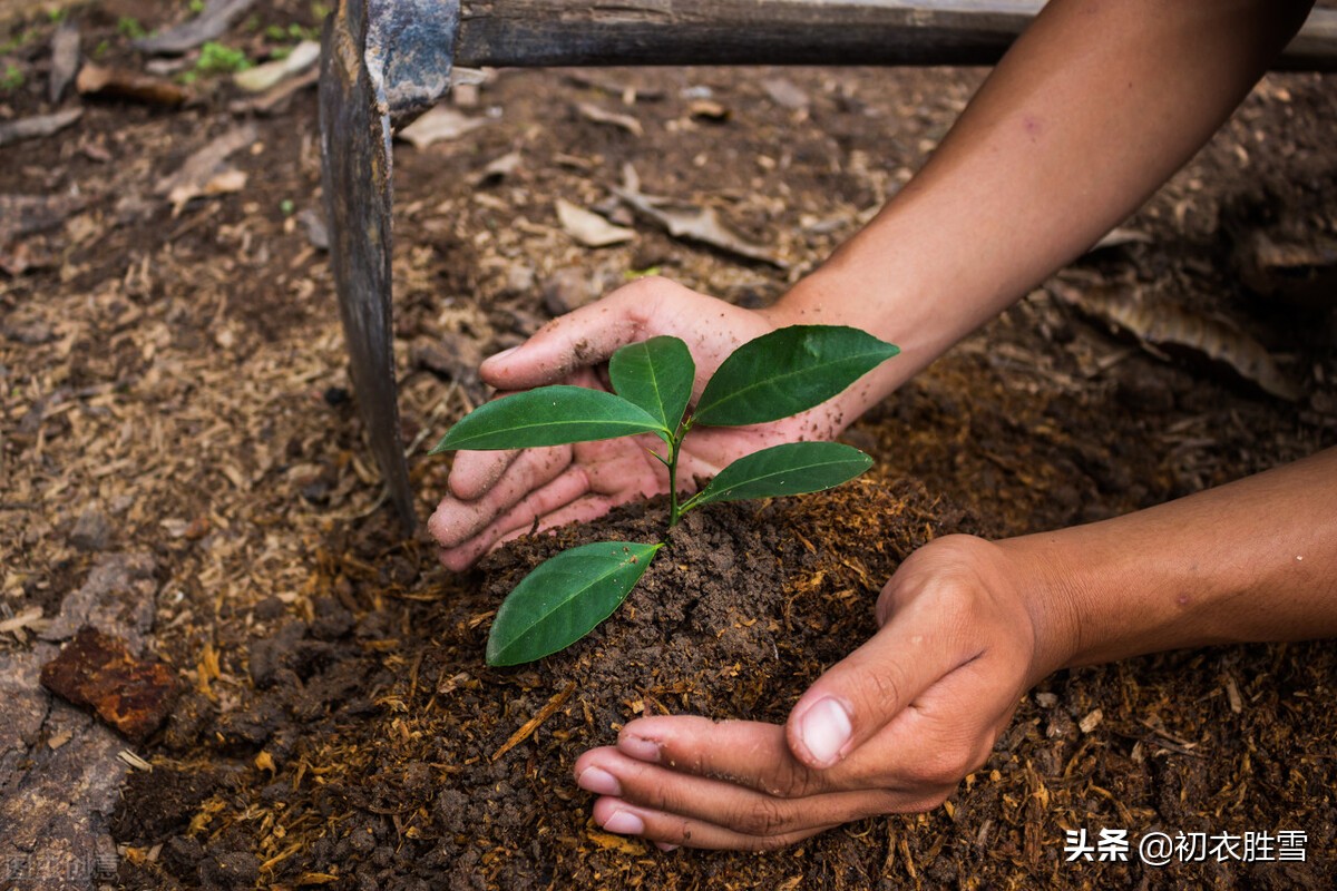 关于植树的诗名大全,关于植树的古诗词