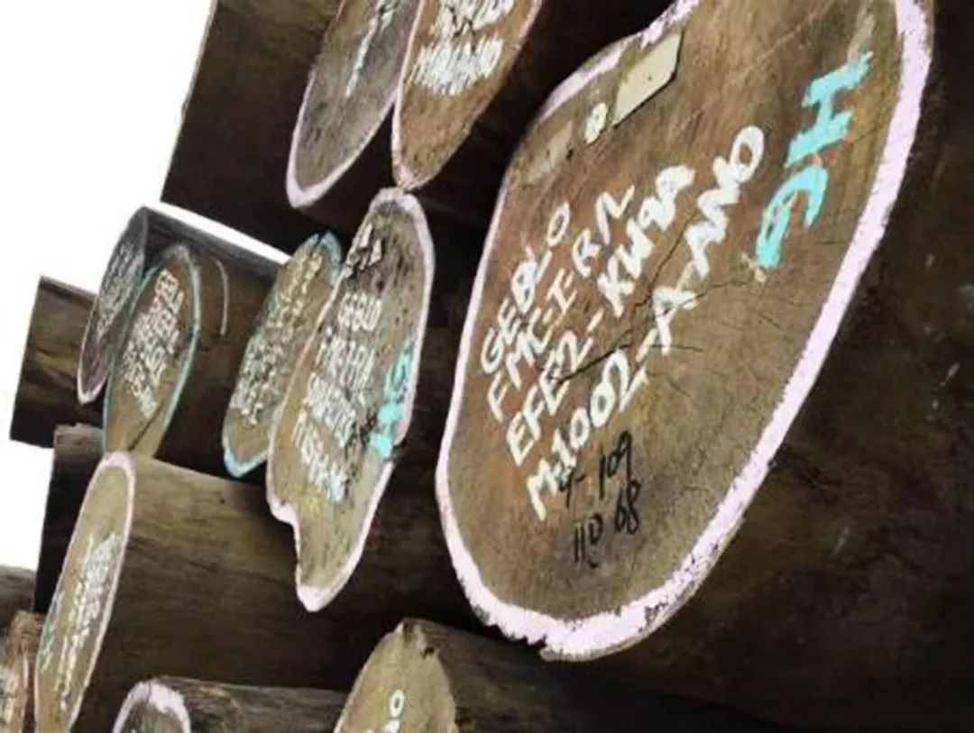 稳如磐石，非洲密林木中瑰宝“非洲柚木”——纽墩豆