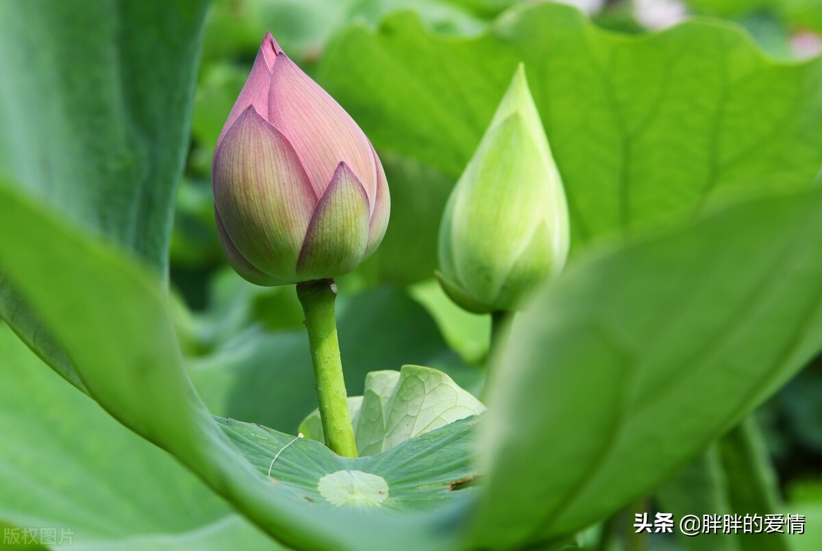 人生是一场追求生活是一种领悟,生活需要磨练人生更需要洞悟