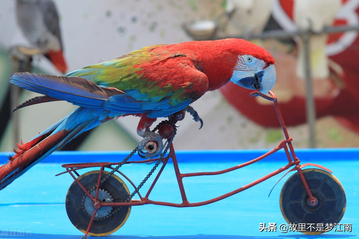 百鸟园儿童乐园,百鸟公园儿童乐园