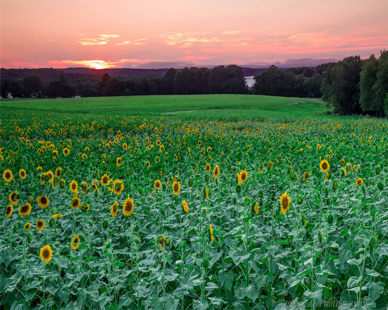 50张顶级绿色绝美壁纸,100张惊艳全屏壁纸风景