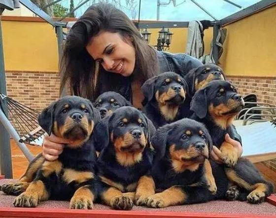 狗界中最通人性的5种狗,狗界最“通人性”的3种狗