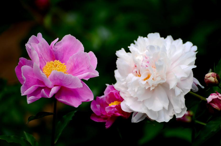芍药牡丹的诗句,芍药的诗词鉴赏