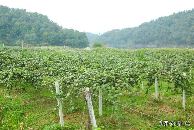 今年猕猴桃树冻害哪个省严重,猕猴桃如何防霜防寒