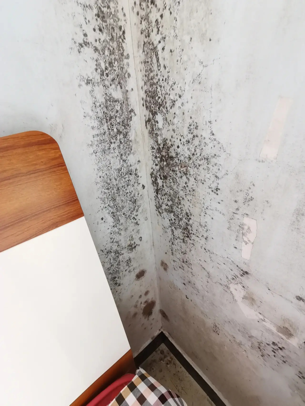 夏天屋内霉斑,下雨受潮的霉斑怎么清洗