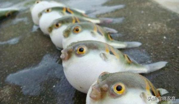如何养殖河豚,如何养殖大批河豚