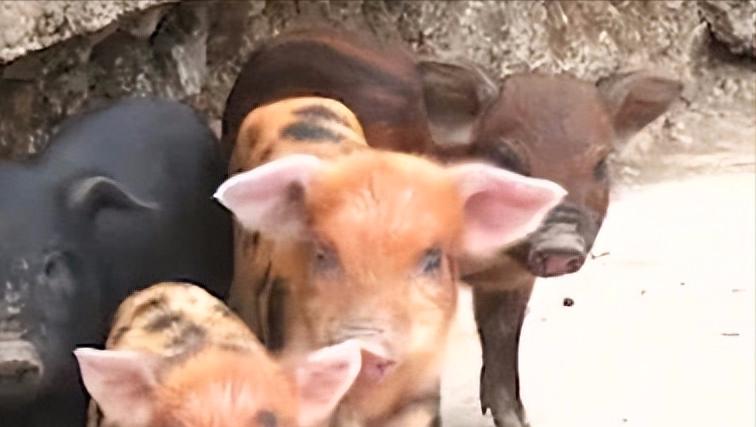 瀹夊窘鎬簨姣嶇尓鐢熶笅閲庣尓,鍐滄潙姣嶇尓浜т笅濂囩壒鐢熺墿