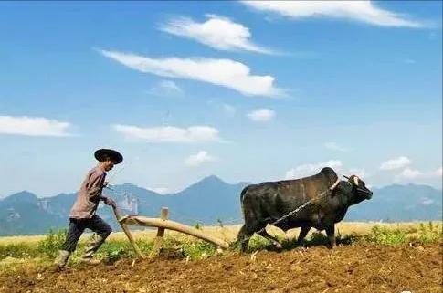 古代吃牛肉犯法是真的吗,古代吃牛肉有什么后果