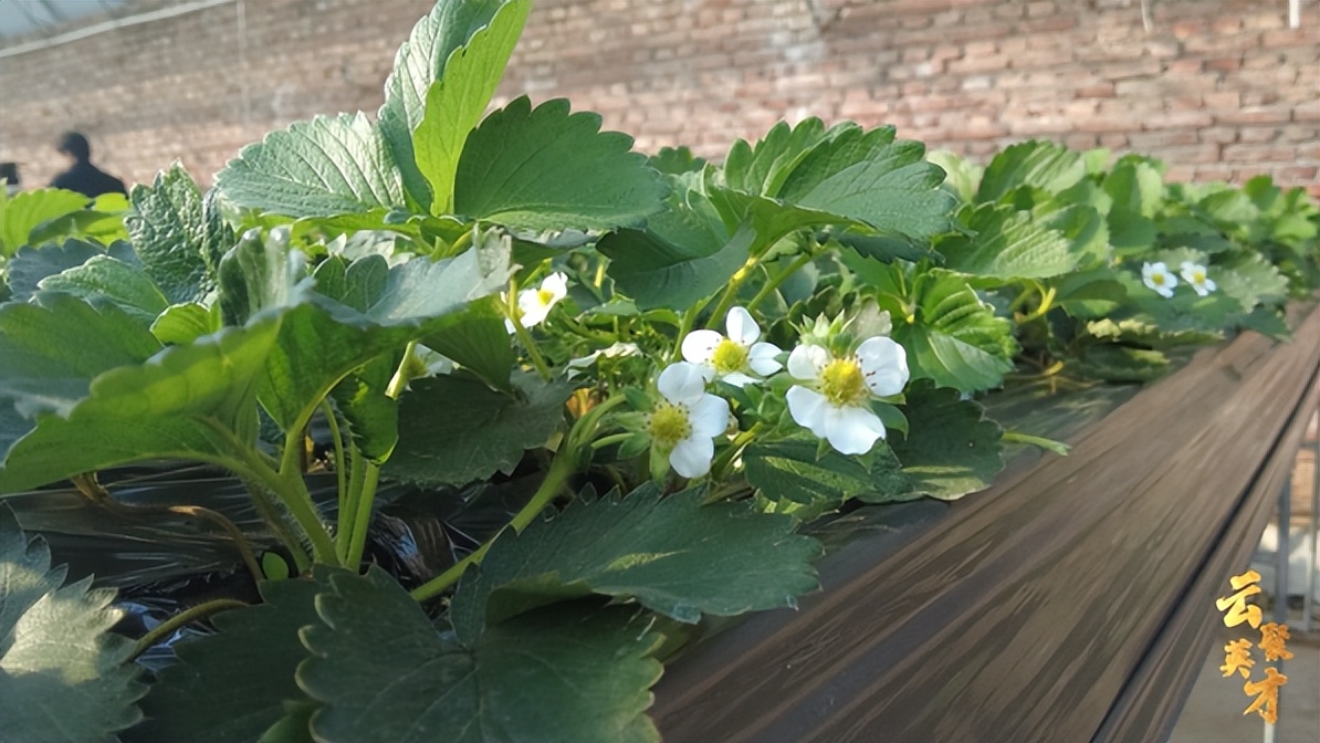 第七期乡村振兴致富带头人,乡村振兴致富带头人第二期