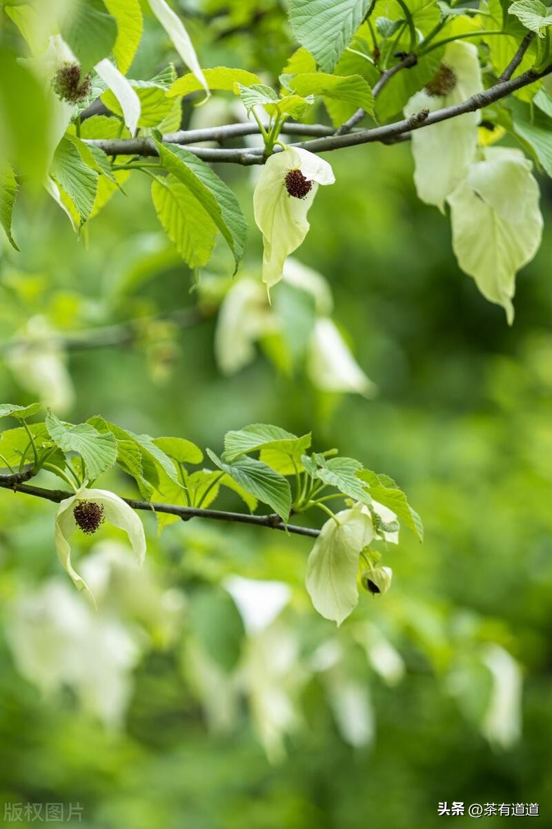 荥经茶马古道徒步线路,雅安荥经茶马古道穿越