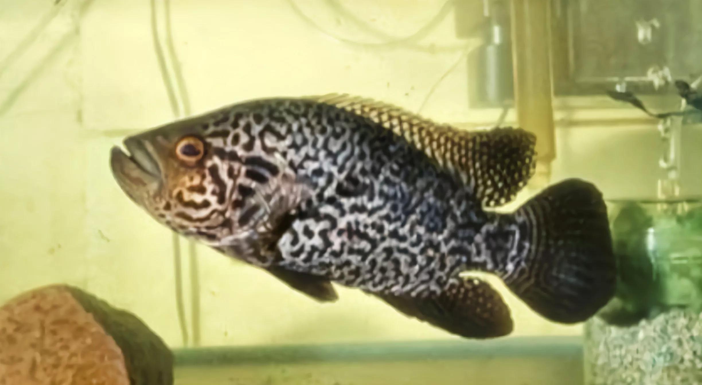 2020年禁养水产类名单,国家禁止放生的鱼类有哪些