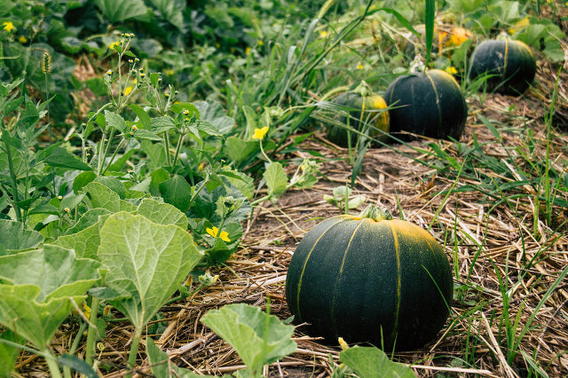 我，20年辞掉年薪15万的工作，到湛江种植南瓜，2年赚到100多万