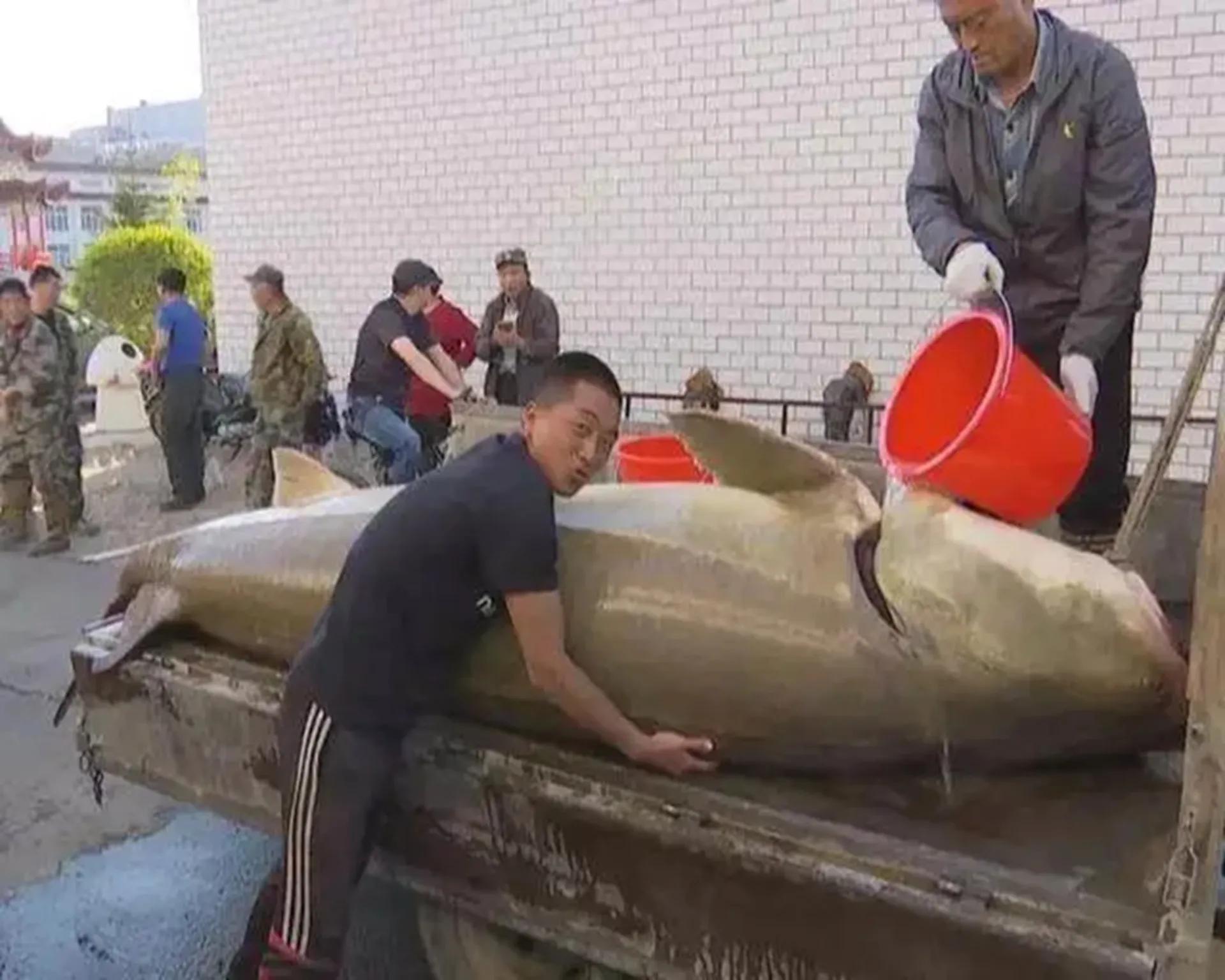 渔民误捕“海猪”果断放生,黑龙江渔民捕获300斤重大鱼放生