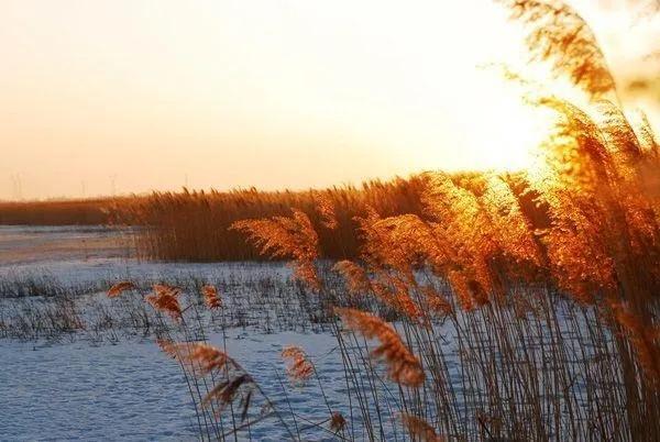 冬日静好什么意思,冬日静好莫负韶华朗读
