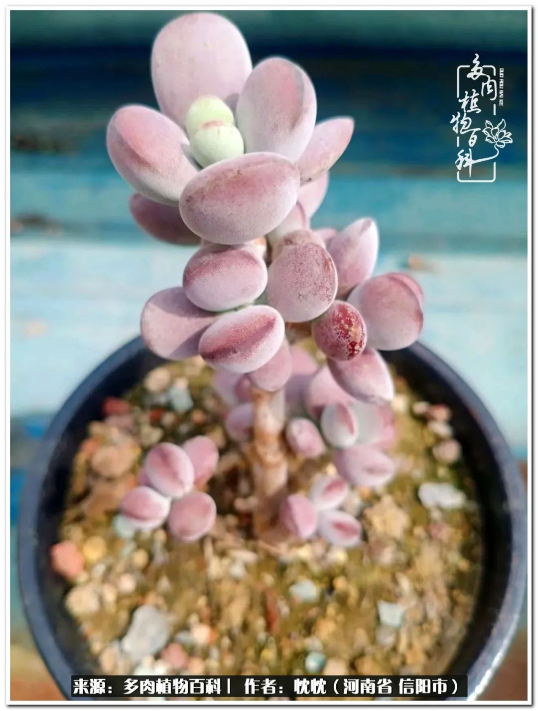 携一人白首择一城终老心之向往,携一人之手择一城终老图片