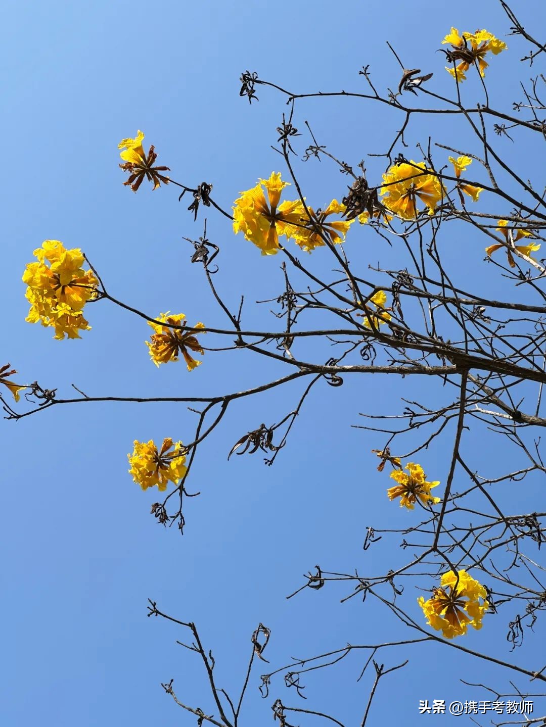 黄花风铃木品种介绍,黄花风铃木生长缓慢