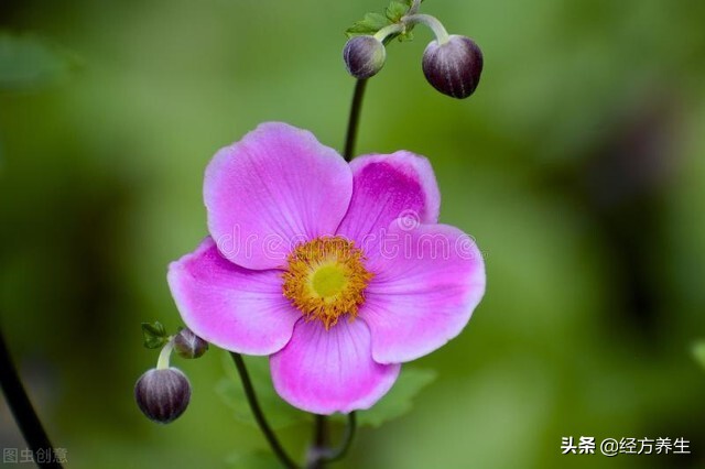 辟谷身体的排毒过程,气血恢复的过程中身体的排毒反应