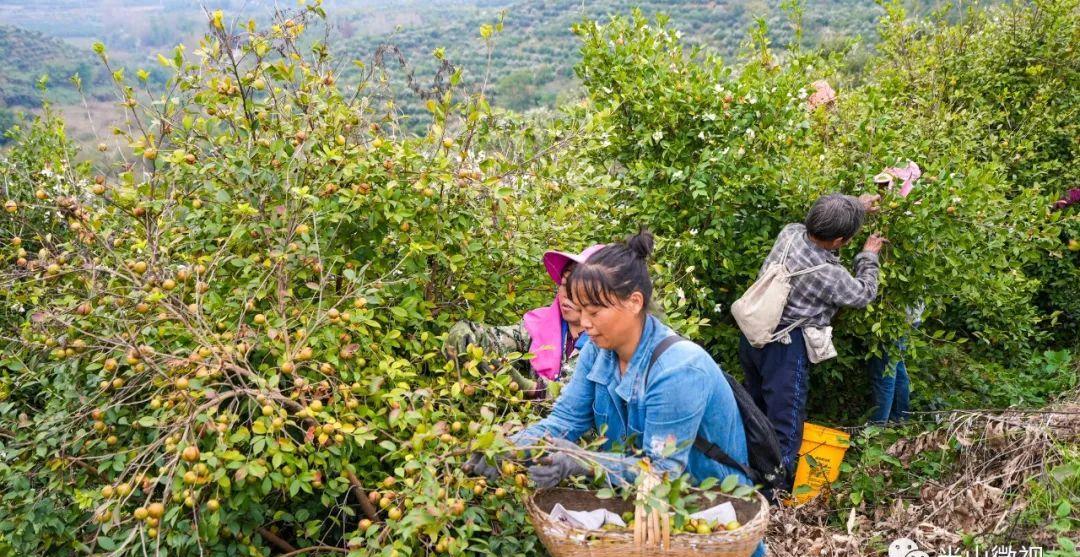 美丽的光山美景,光山县万亩油茶