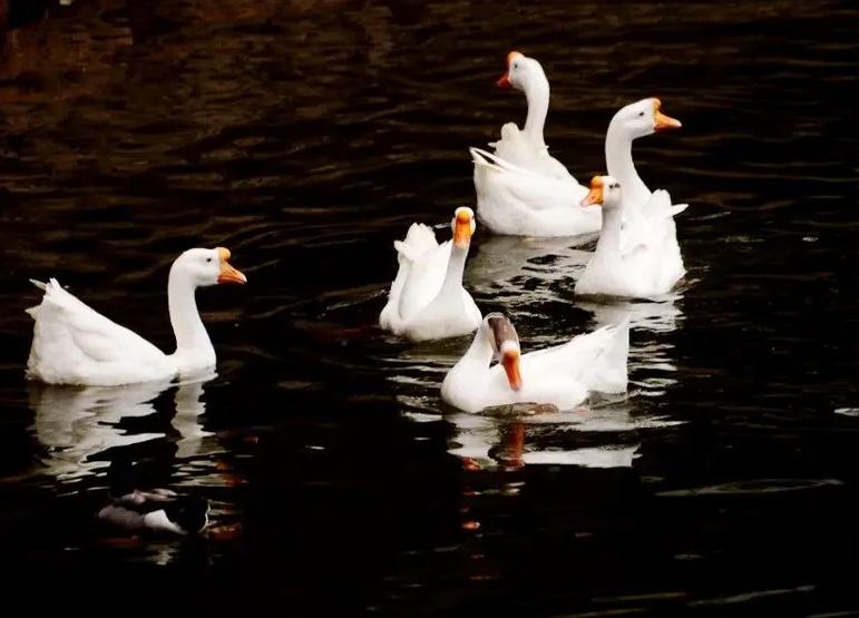 鹅老是抱窝怎样才能快速抱醒,老鹅抱窝怎么快速醒抱