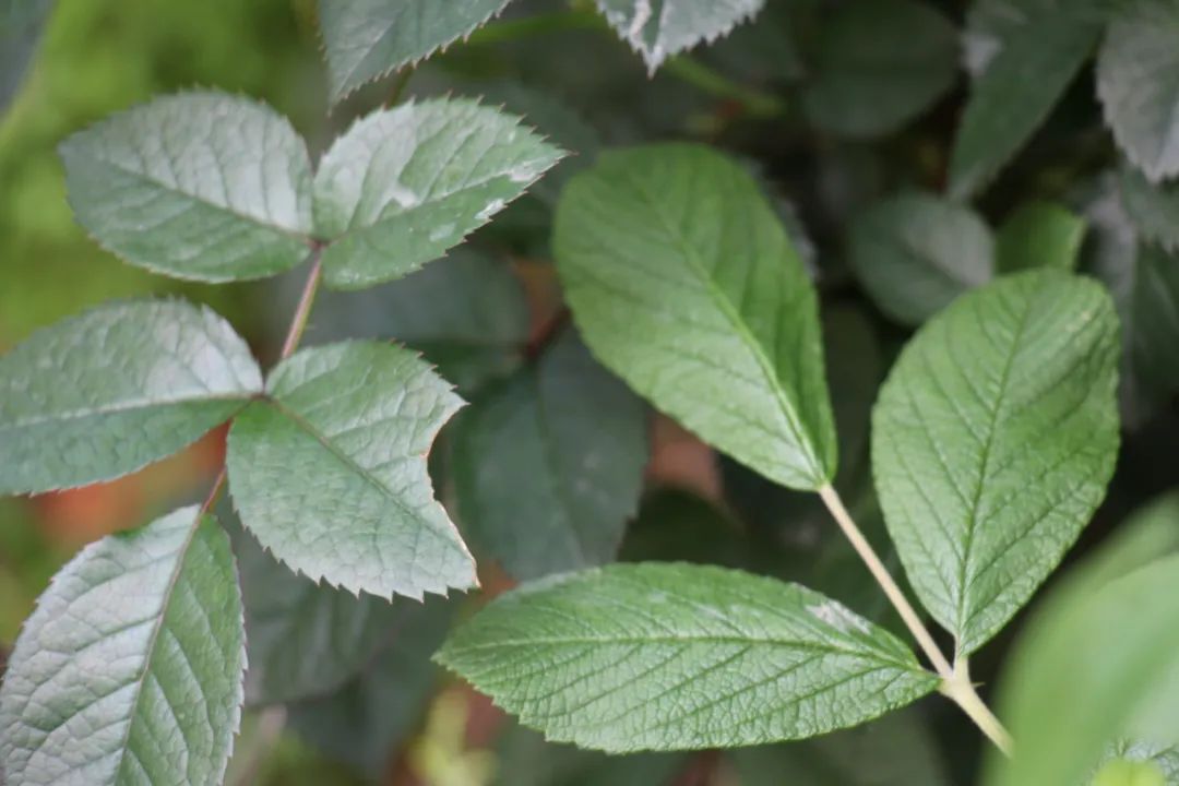 蔷薇月季和玫瑰有什么区别吗,你分得清玫瑰蔷薇和月季的区别吗