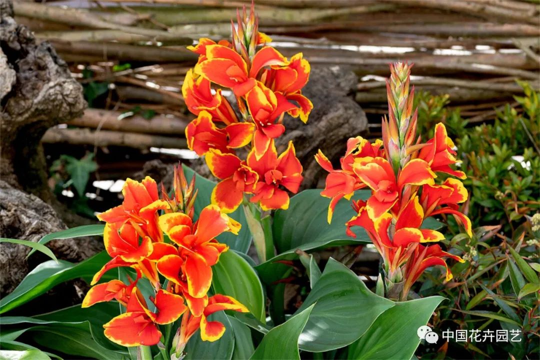 鑺卞崏鍝佺灞曠ず,鏂颁紭鑺卞崏鍝佺灞曠ず