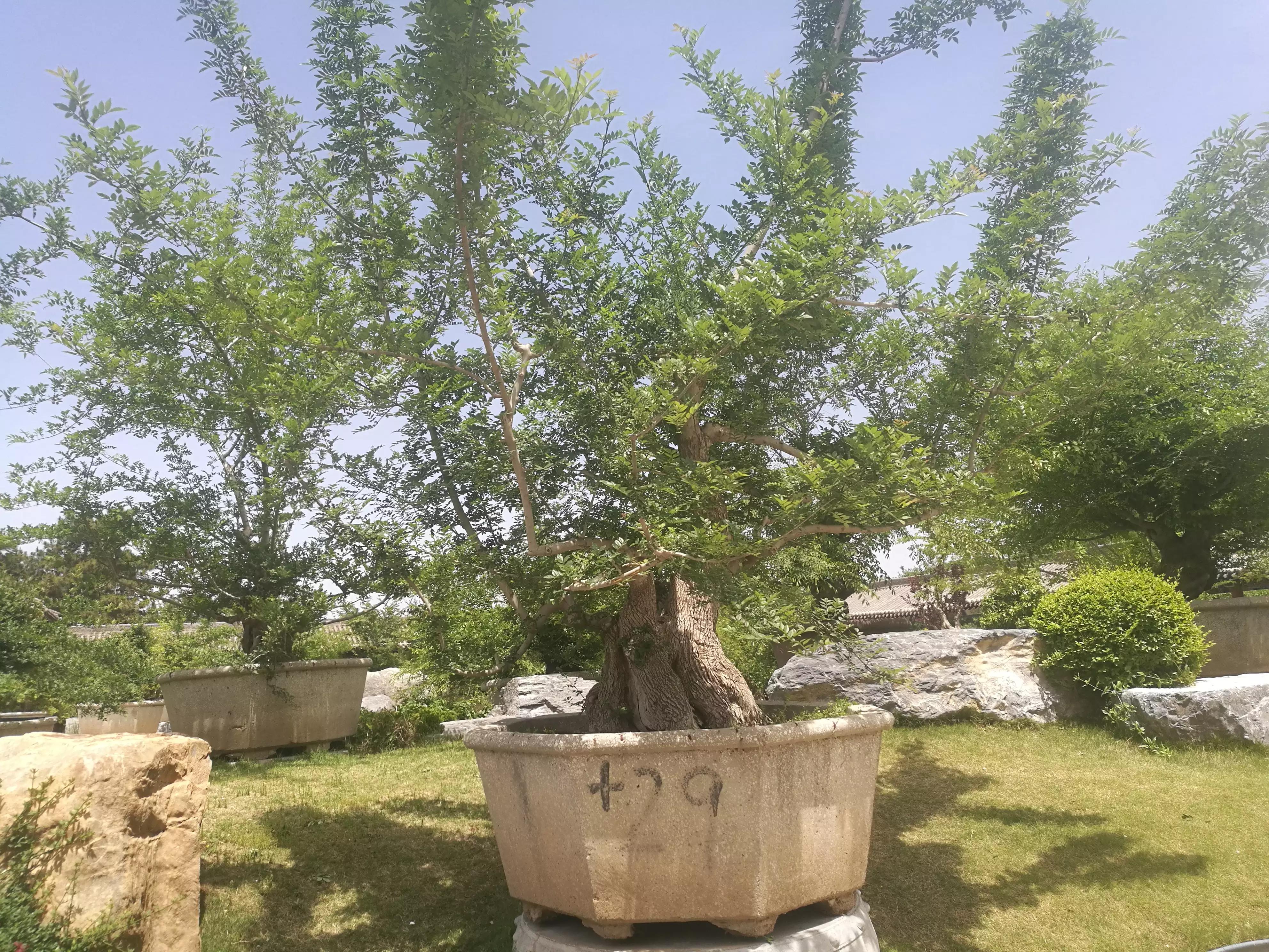 中国唐苑门票多少钱,中国唐苑怎样预约免费门票