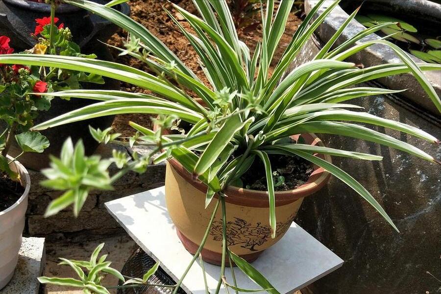 净化空气的室内植物哪些好,适合室内空气净化的植物