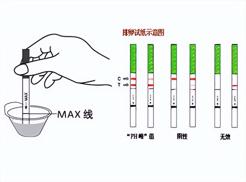 后位子宫备孕技巧,排卵期备孕技巧