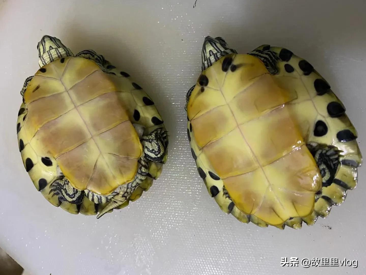 买了两只小乌龟现在长得特别大,乌龟长到几厘米开始生蛋